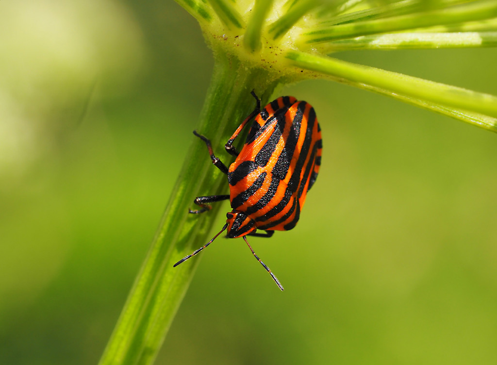 Gemeine Streifenwanze02 Graphosoma lineatum)