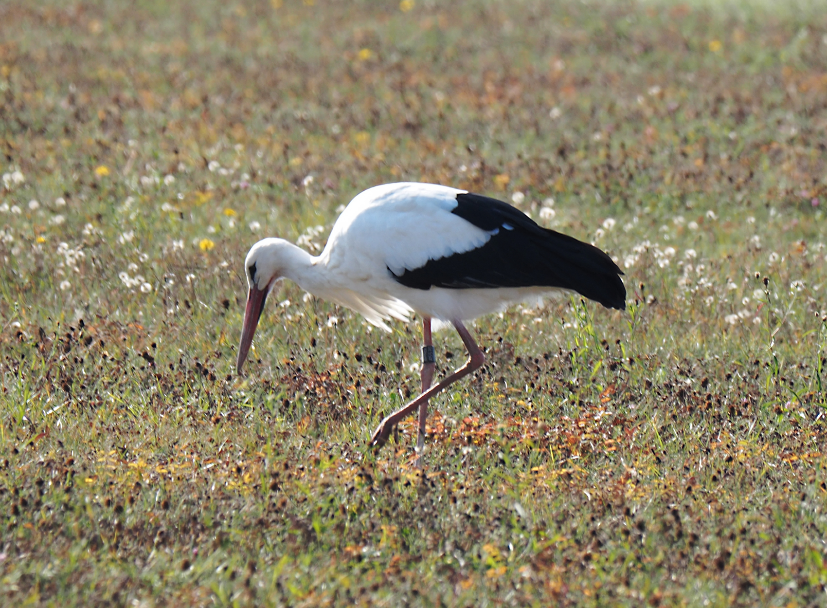 Weissstorch03 (Ciconia ciconia)