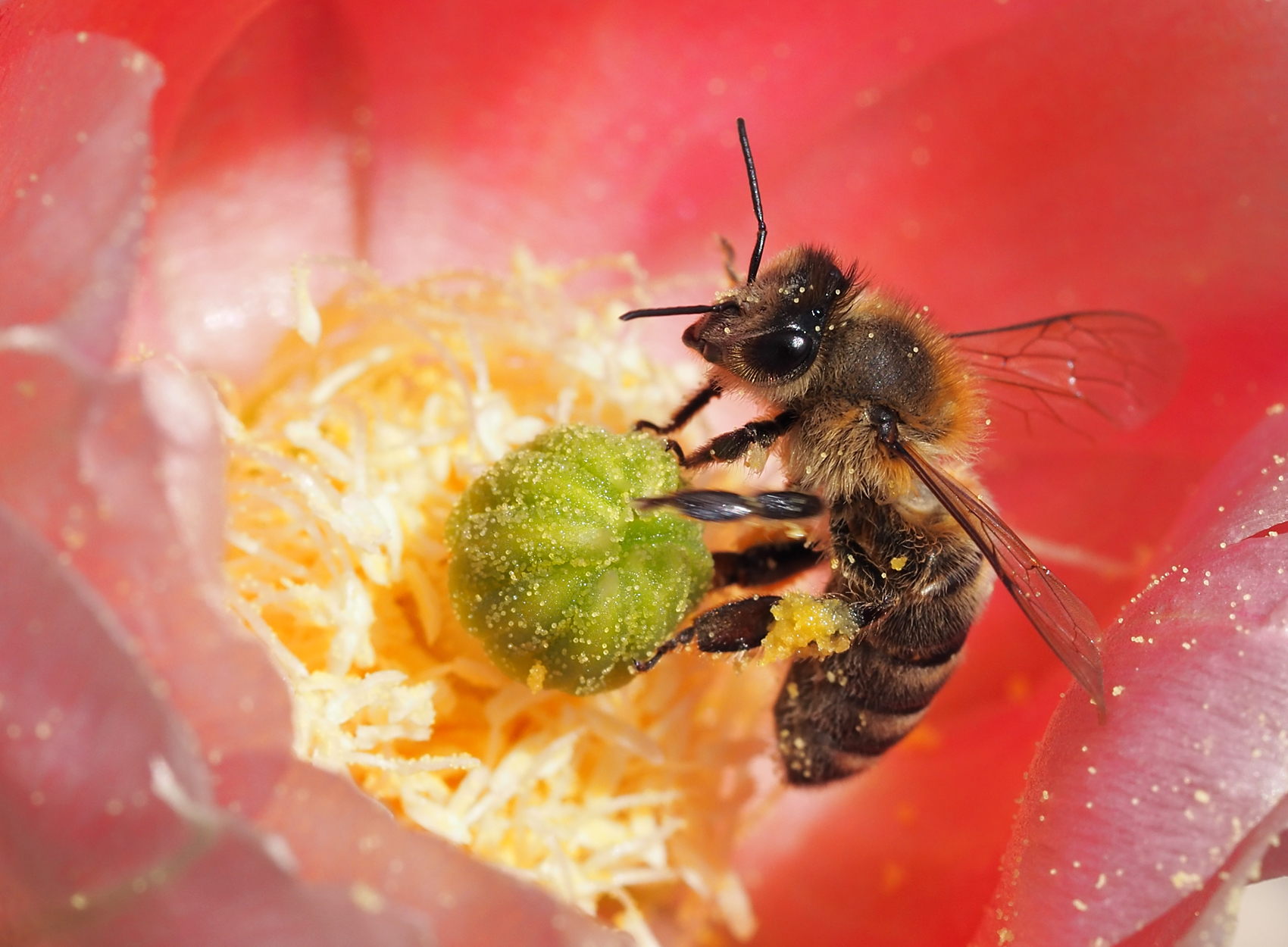 Attraktive Honigbiene (Apis mellifera)