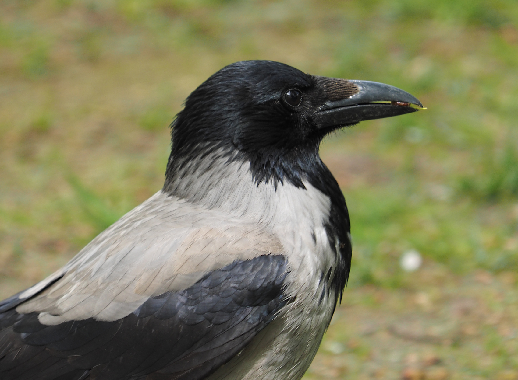 Nebelkraehe02 (Corvus corone cornix)