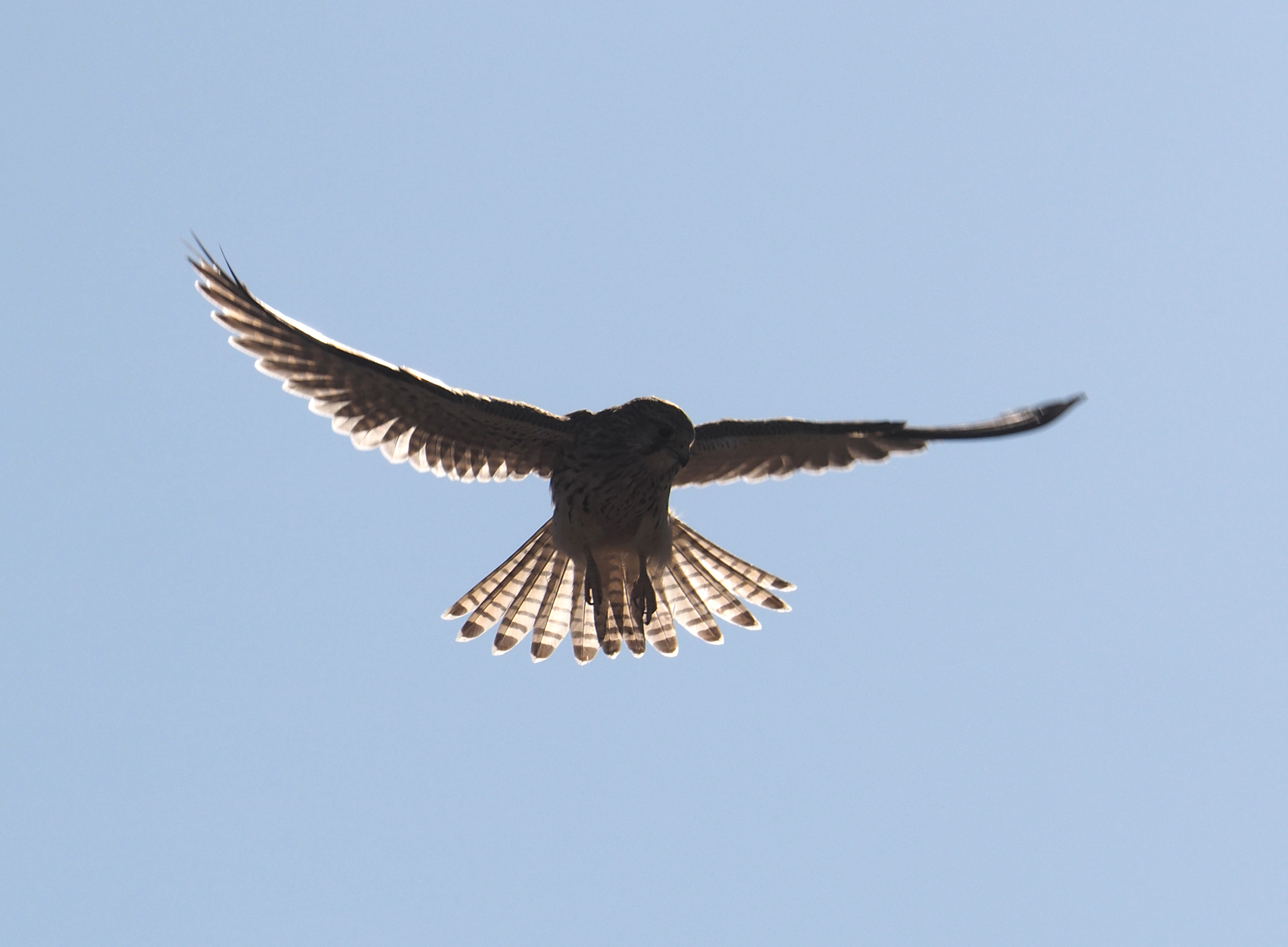 Turmfalke-Flug02 (Falco tinnunculus)