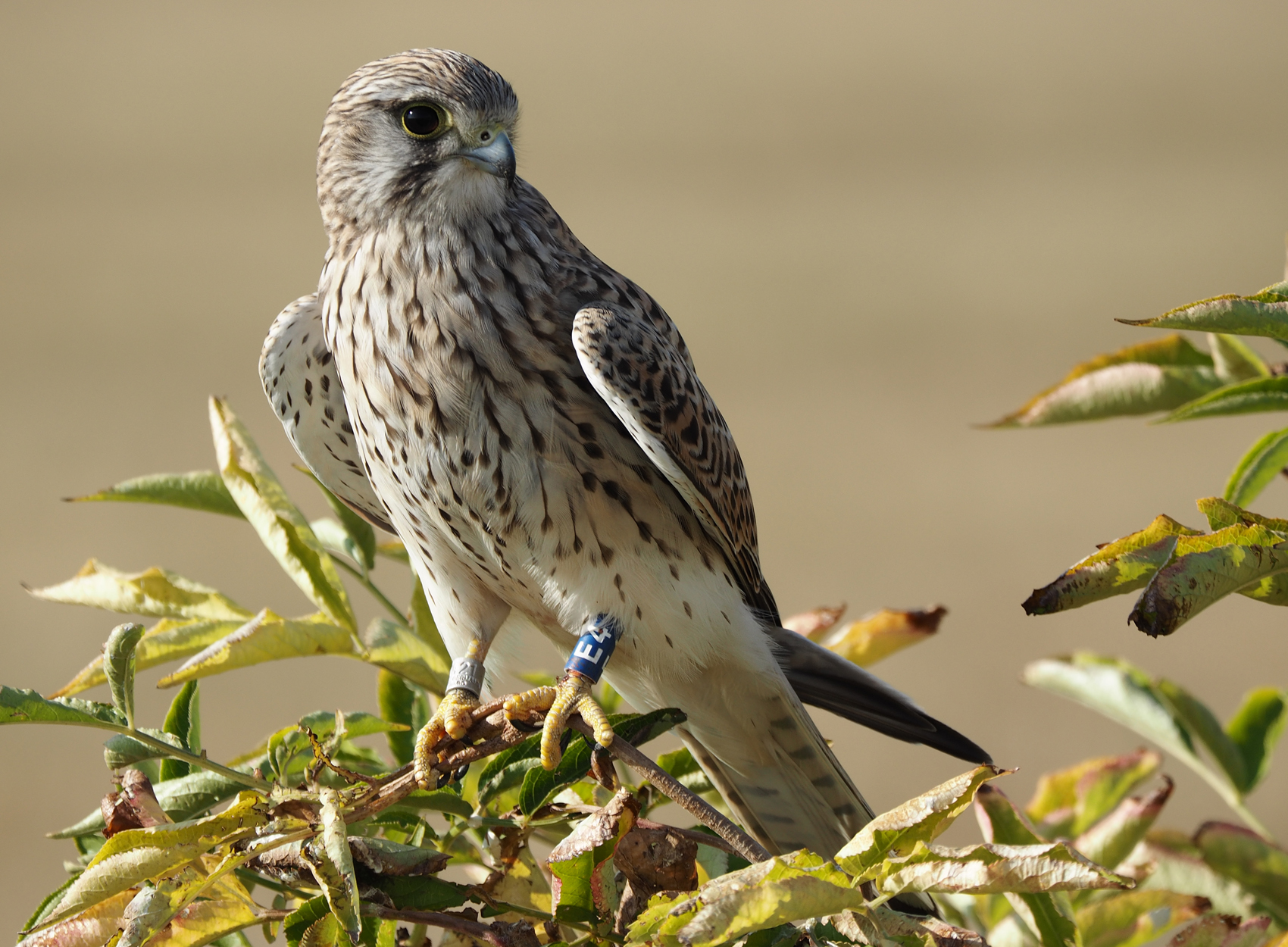 Turmfalke23 (Falco tinnunculus)