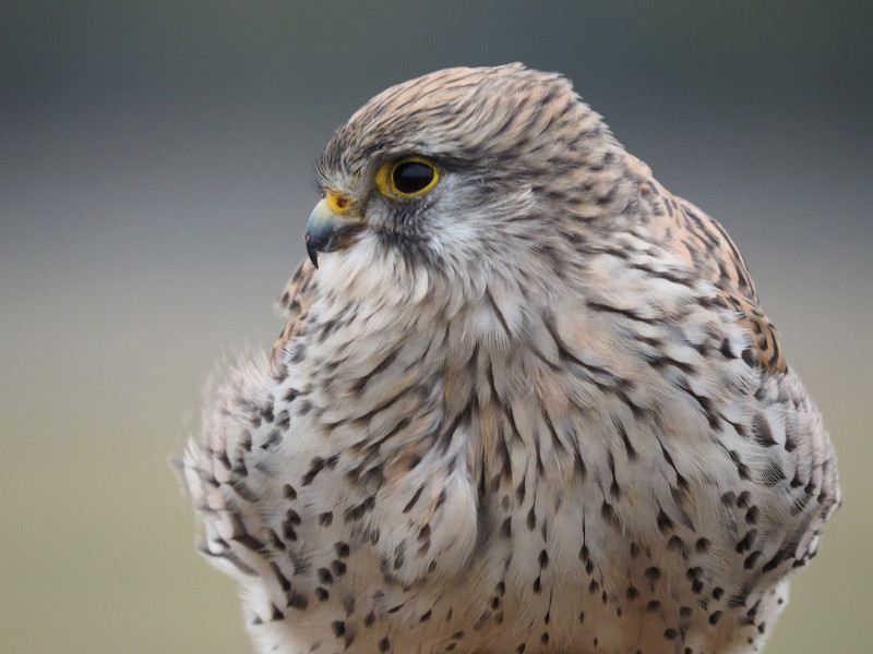 Turmfalke25a (Falco tinnunculus)