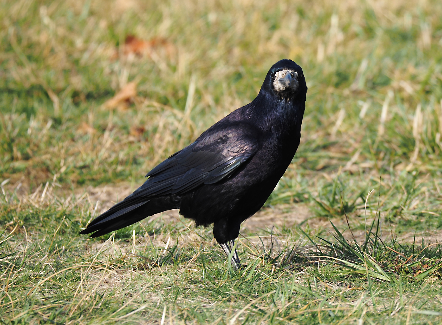 Saatkraehe02 (Corvus frugilegus)