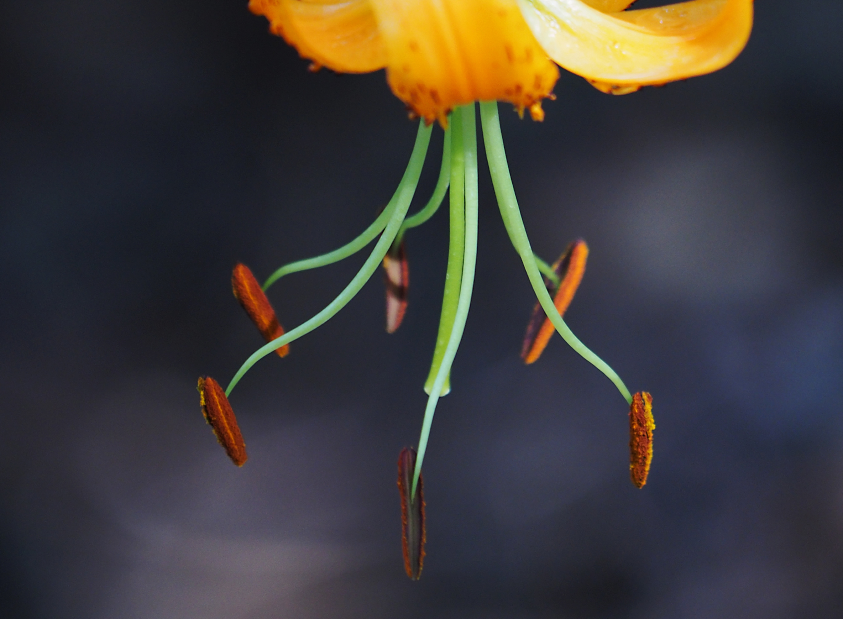 Tuerkenbund01 (Lilium martagon)