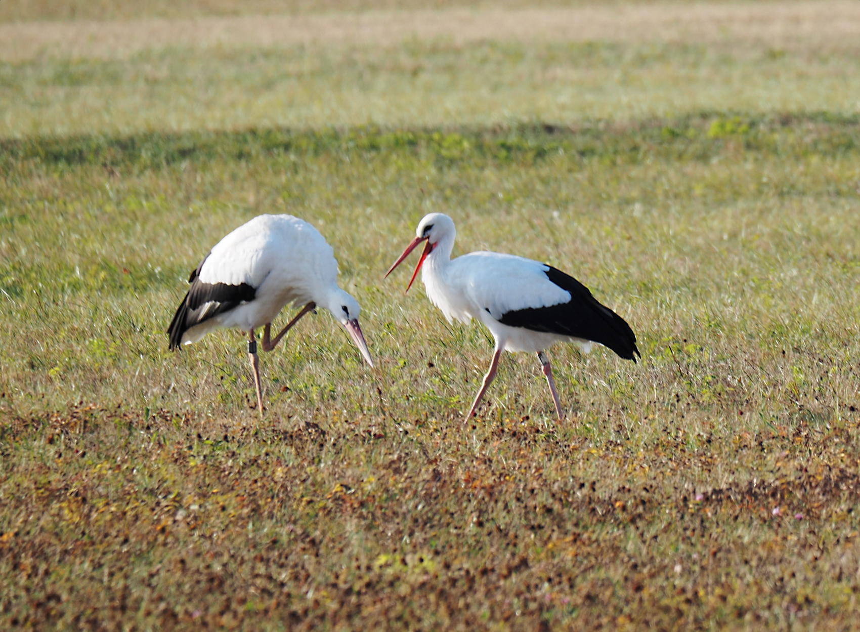 Weissstorch06 (Ciconia ciconia)