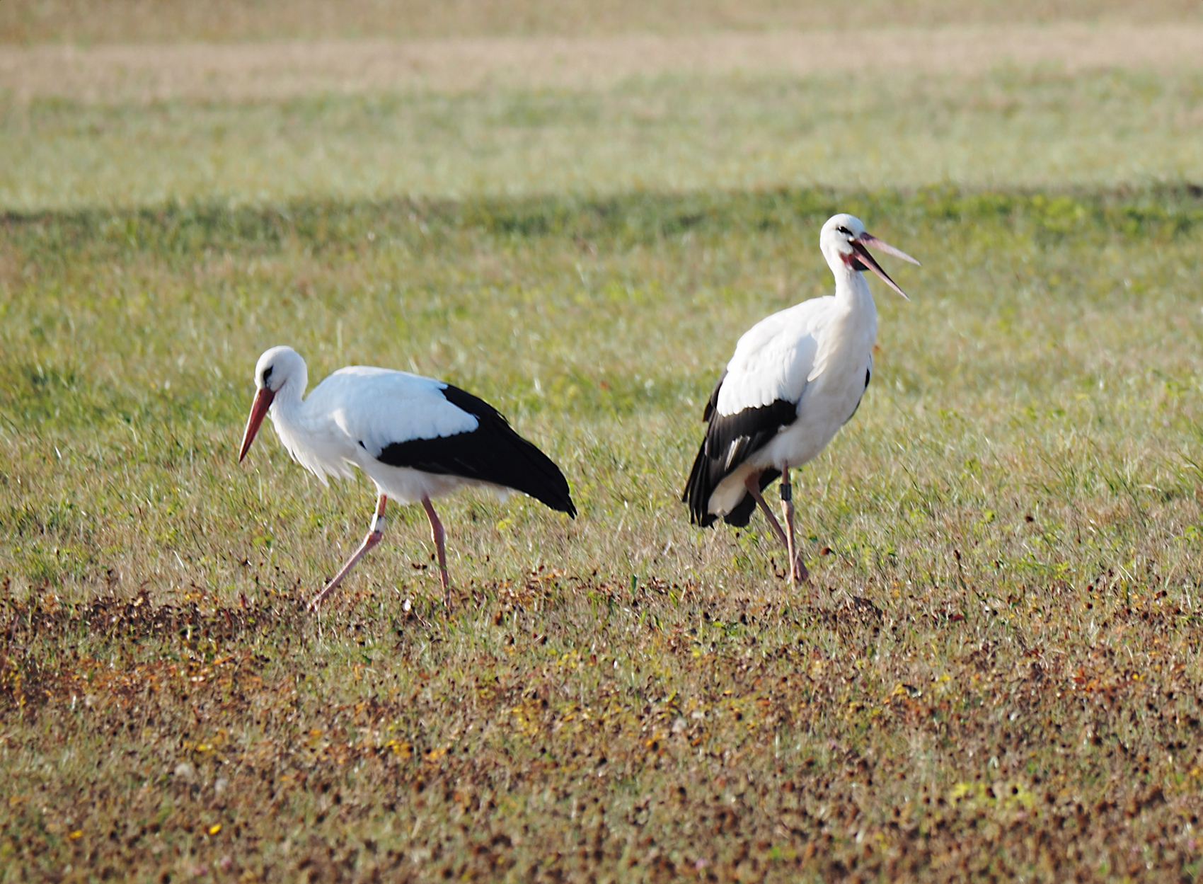Weissstorch07 (Ciconia ciconia)