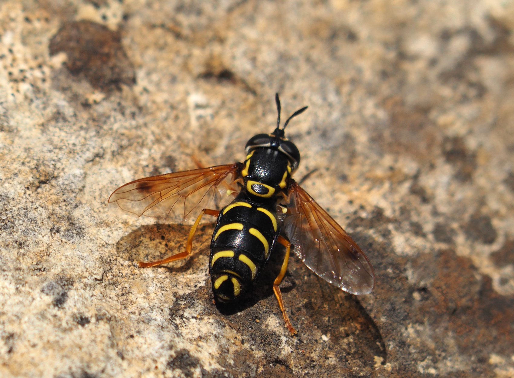 Wiesen-Wespenschwebfliege (Chrysotoxum arcuatum)