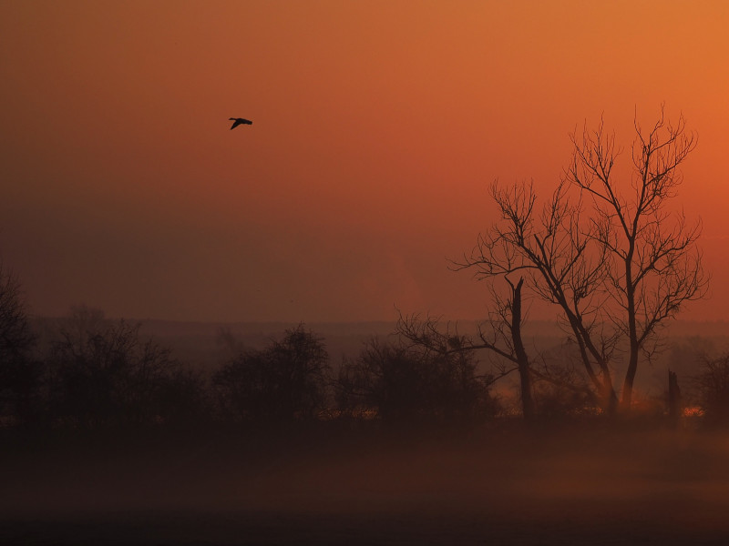 Morgenstimmung