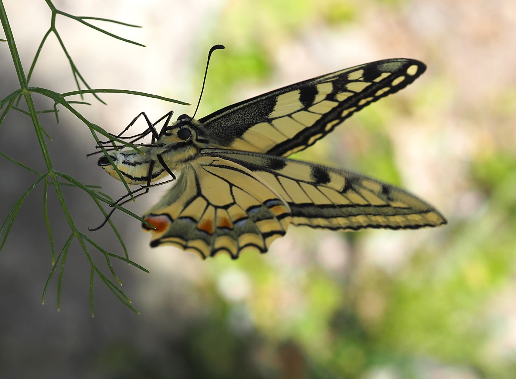 Schwalbenschwanz bei der Eiablage01 (Papilio machaon)