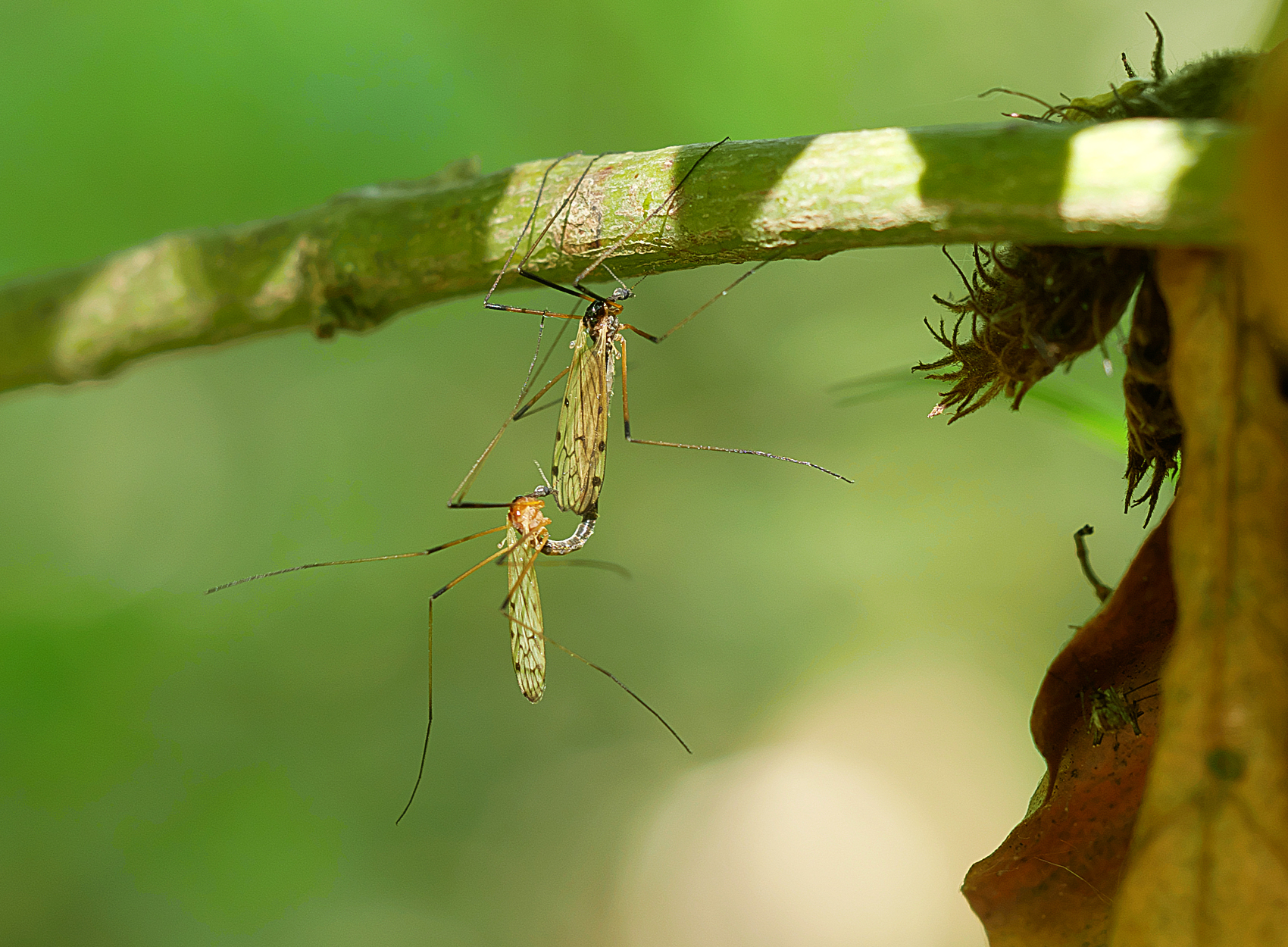Stelzmücken (Limnophila schranki)