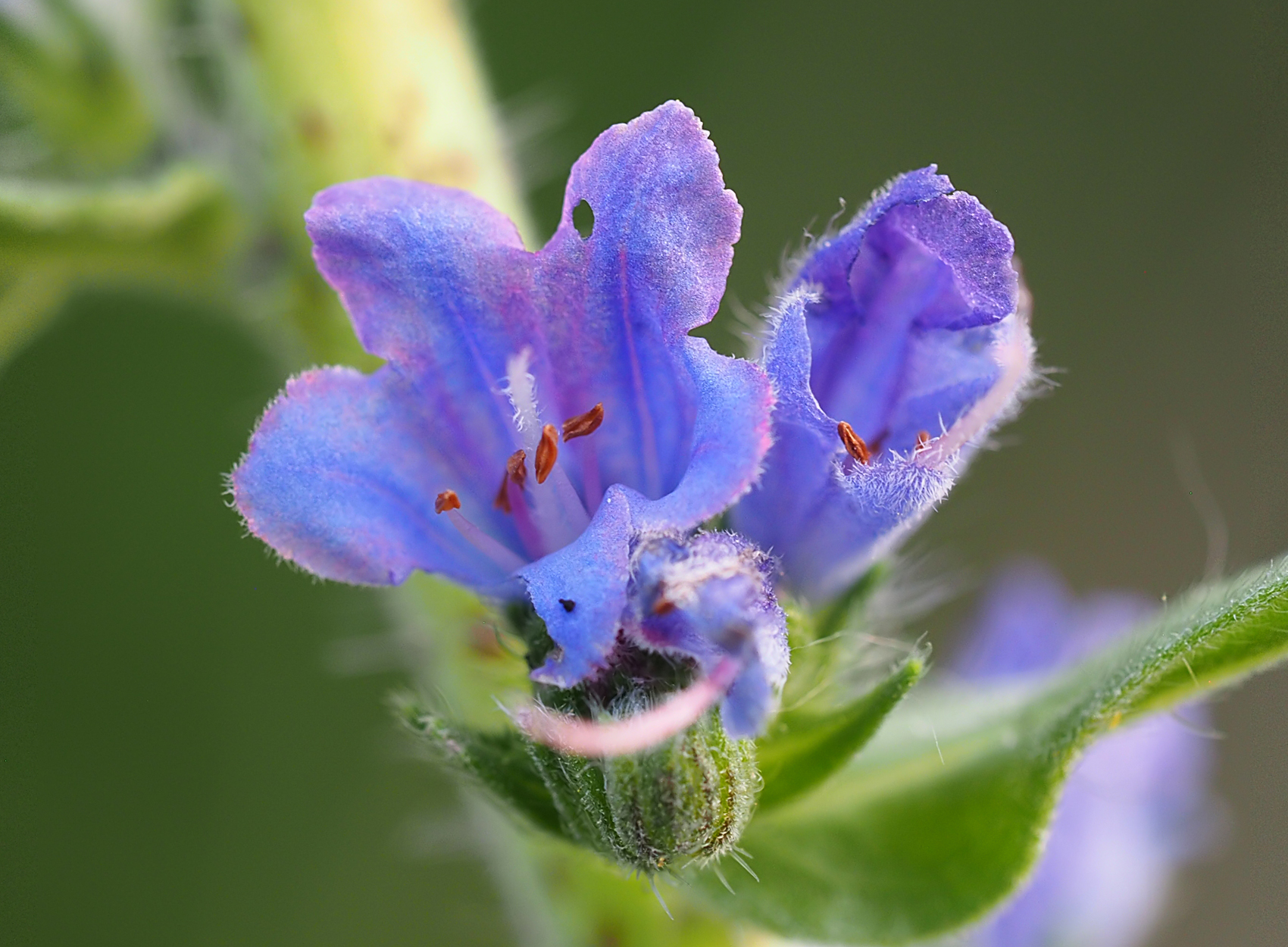 Blauer Natternkopf01 (Echium vulgare)