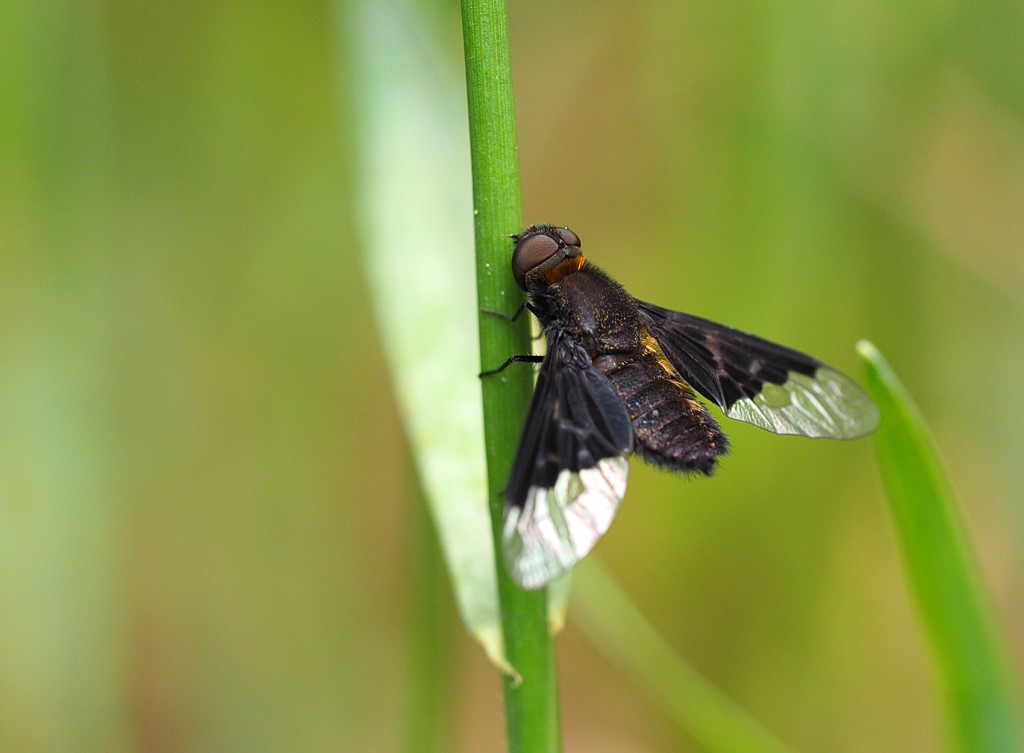 Wollschweber (Hemipenthes morio)