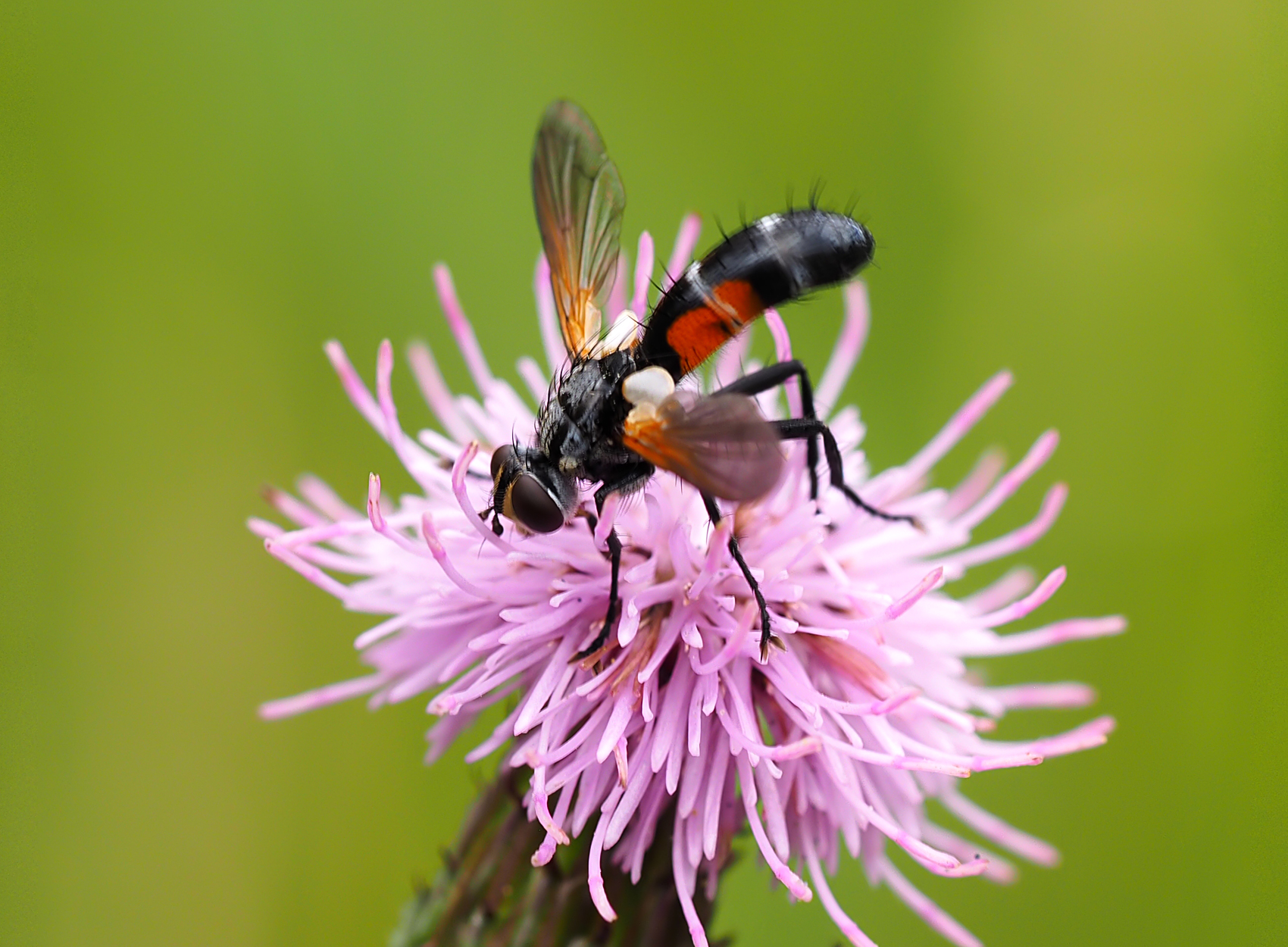 Raupenfliege02 (Cylindromyia bicolor)