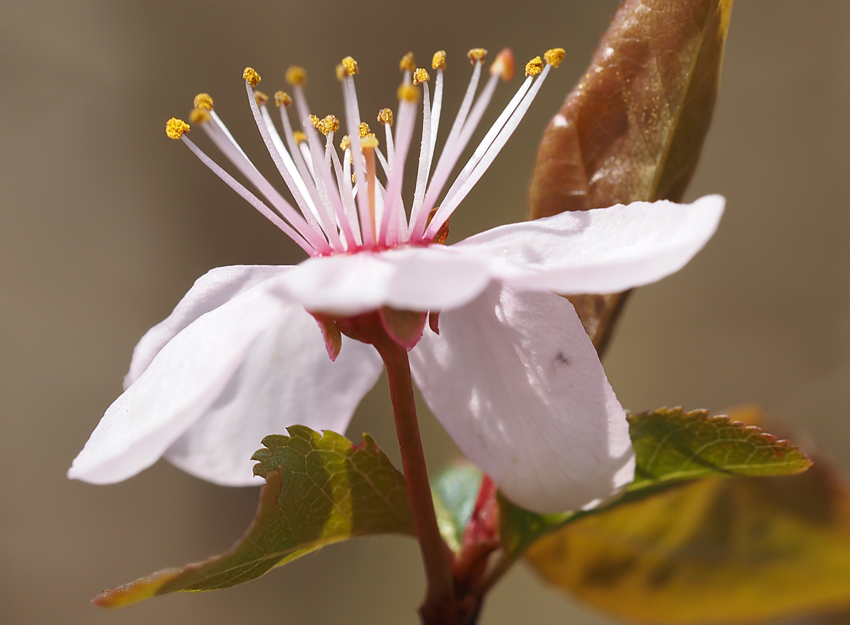 Blutpflaume 'Nigra' (Prunus cerasifera)