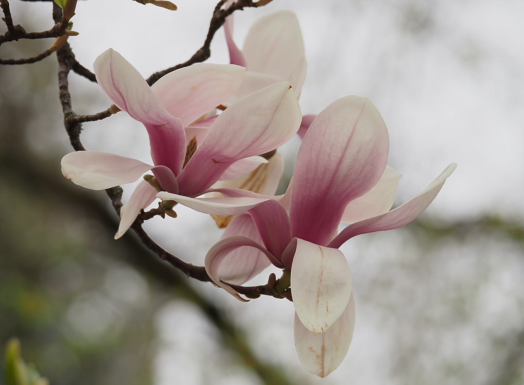 Tulpen-Magnolie01 (Magnolia × soulangeana)