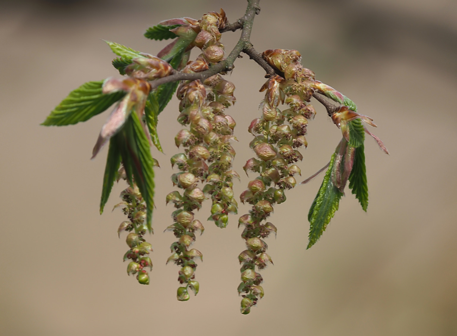 HängeBirke (Betula pendula) Naturfotografie