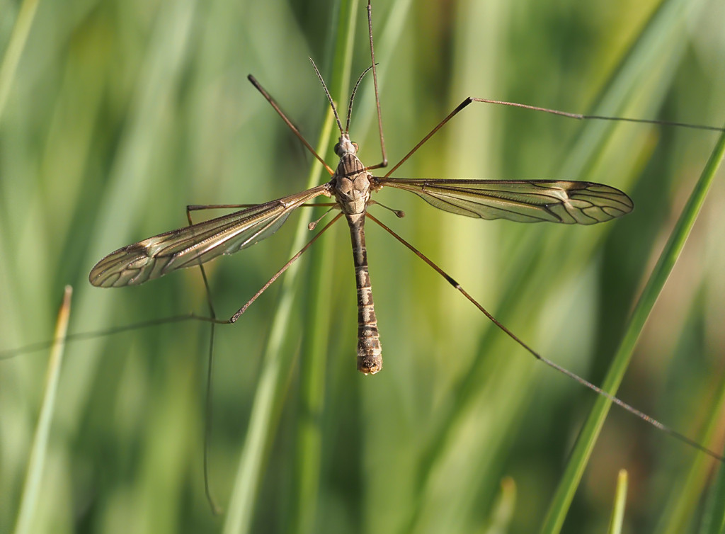 Schnake (Tipula lateralis)