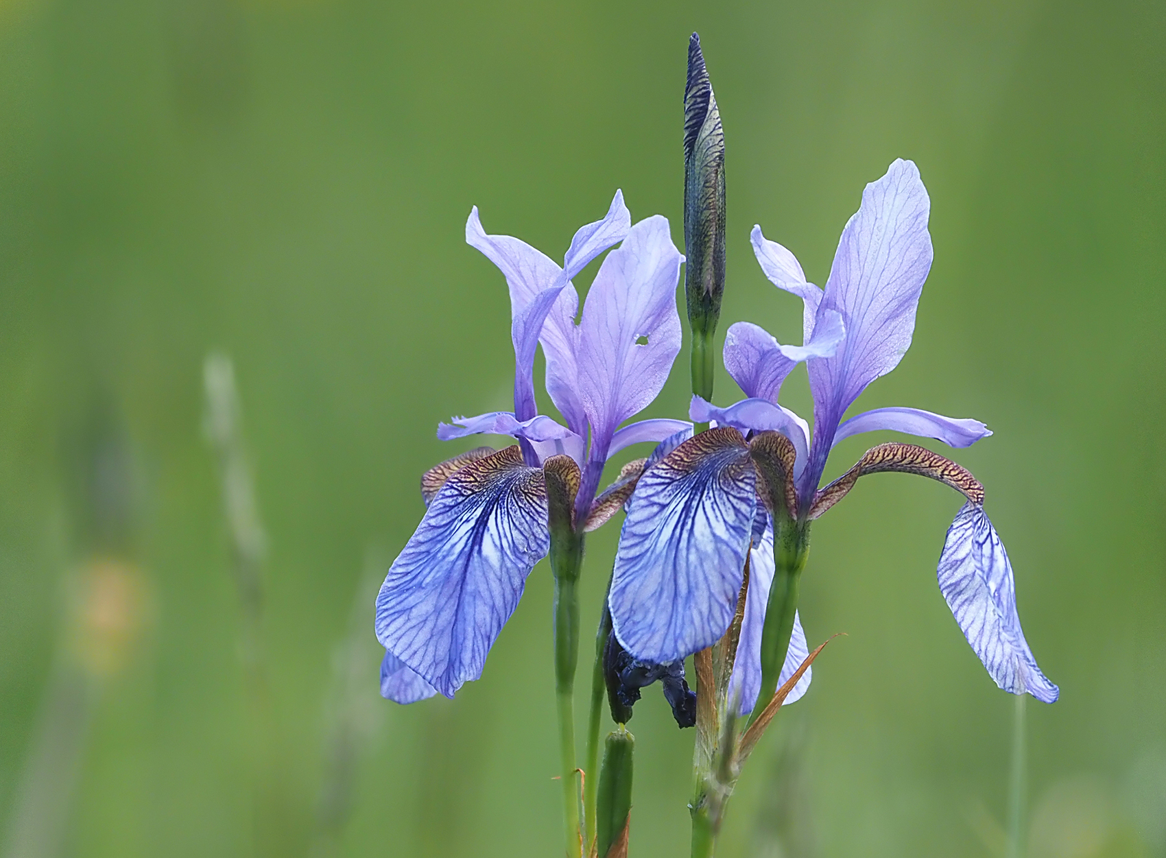 Sibirische Schwertlilie02 (Iris sibirica)