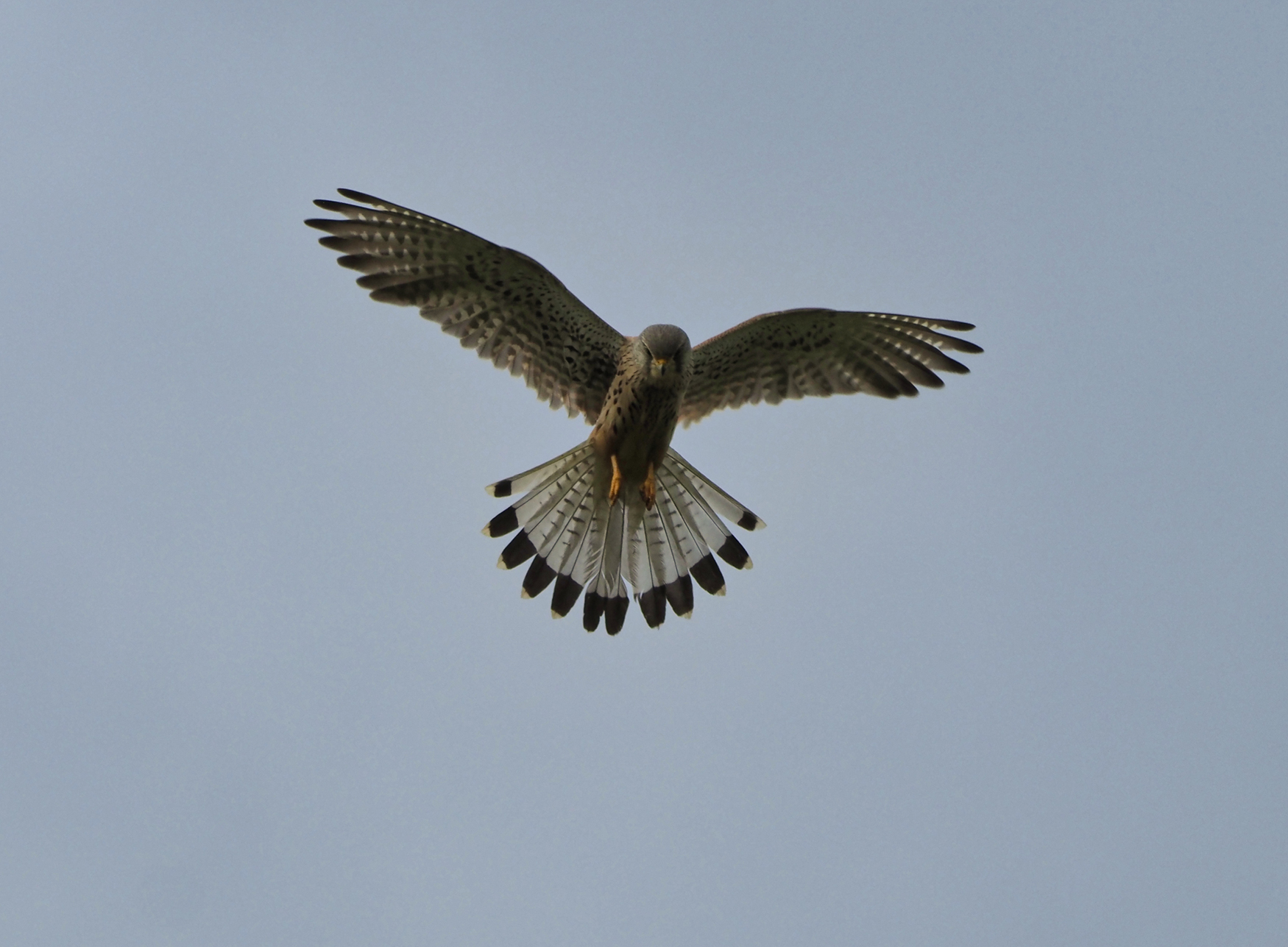 Turmfalke-Flug04 f. (Falco tinnunculus)