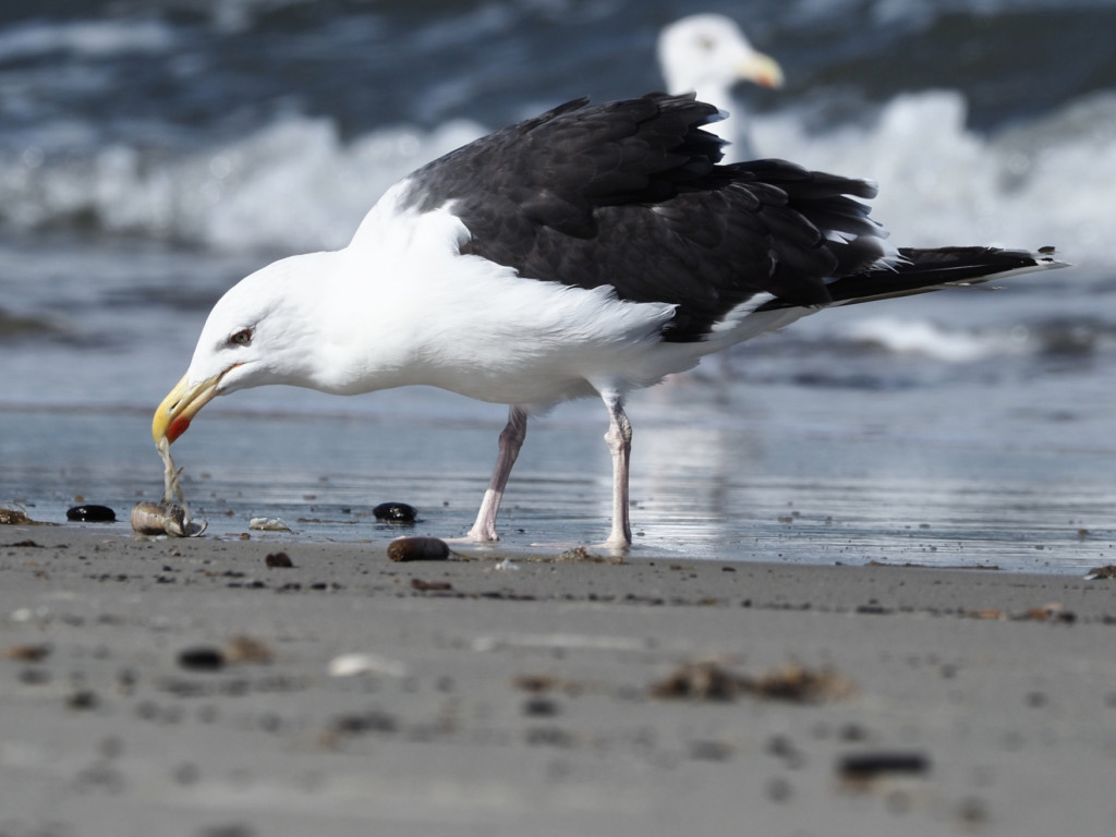 Heringsmöwe04 (Larus fuscus) beim Mahl