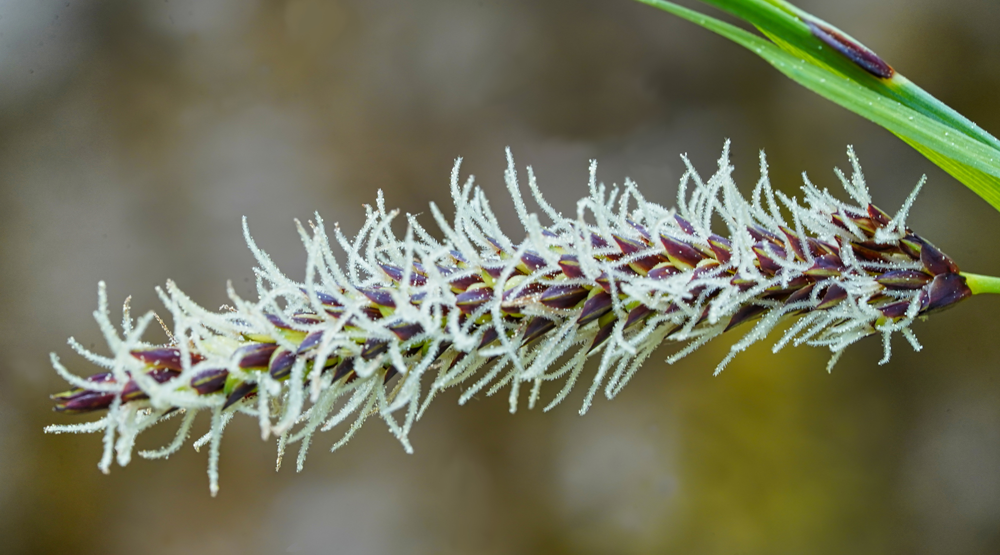 Blau-Segge (Carex flacca)