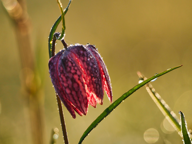 Schachblume im Morgentau (Fritillaria meleagris)