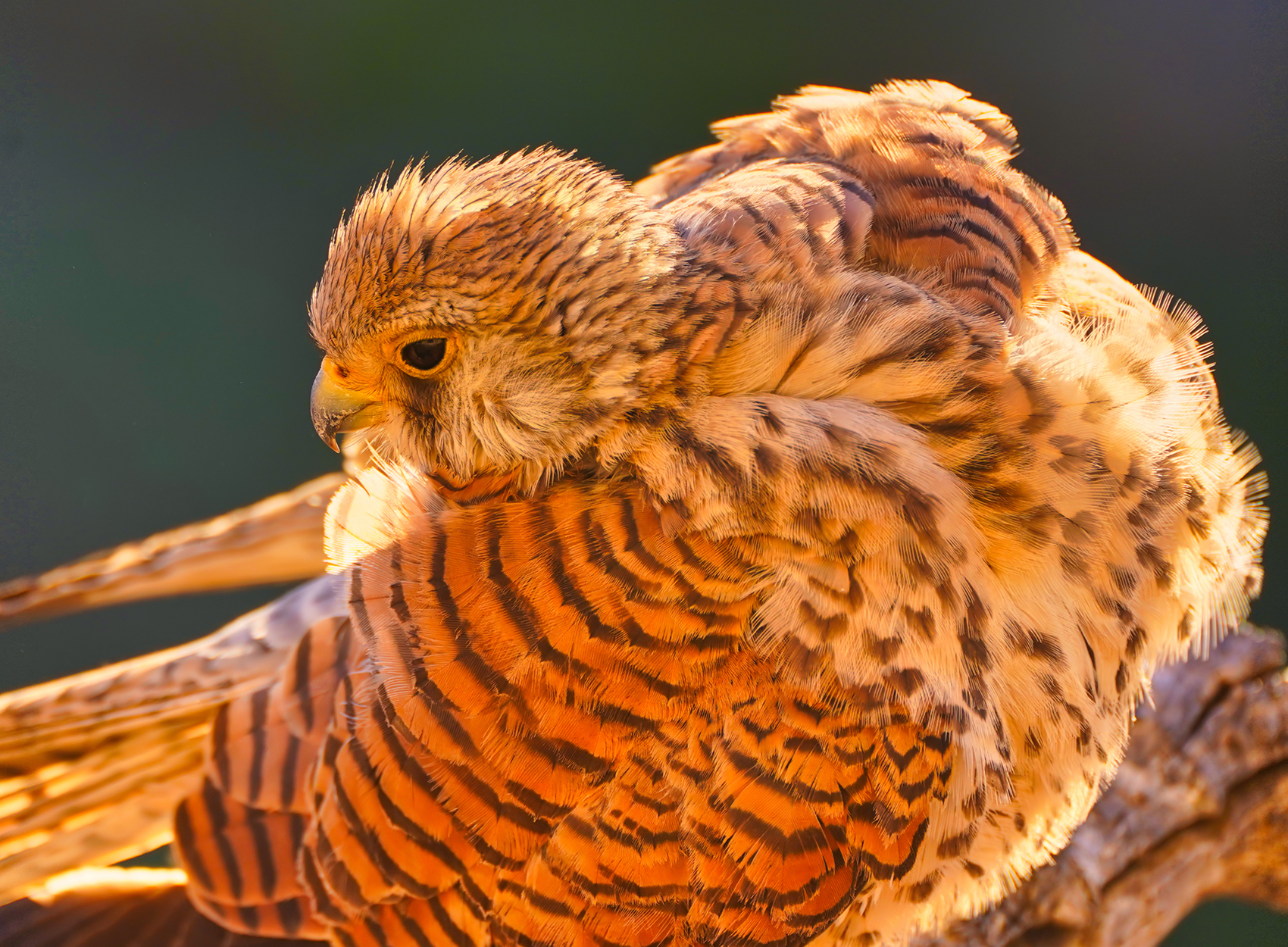 Rötelfalke f. (Falco naumanni)