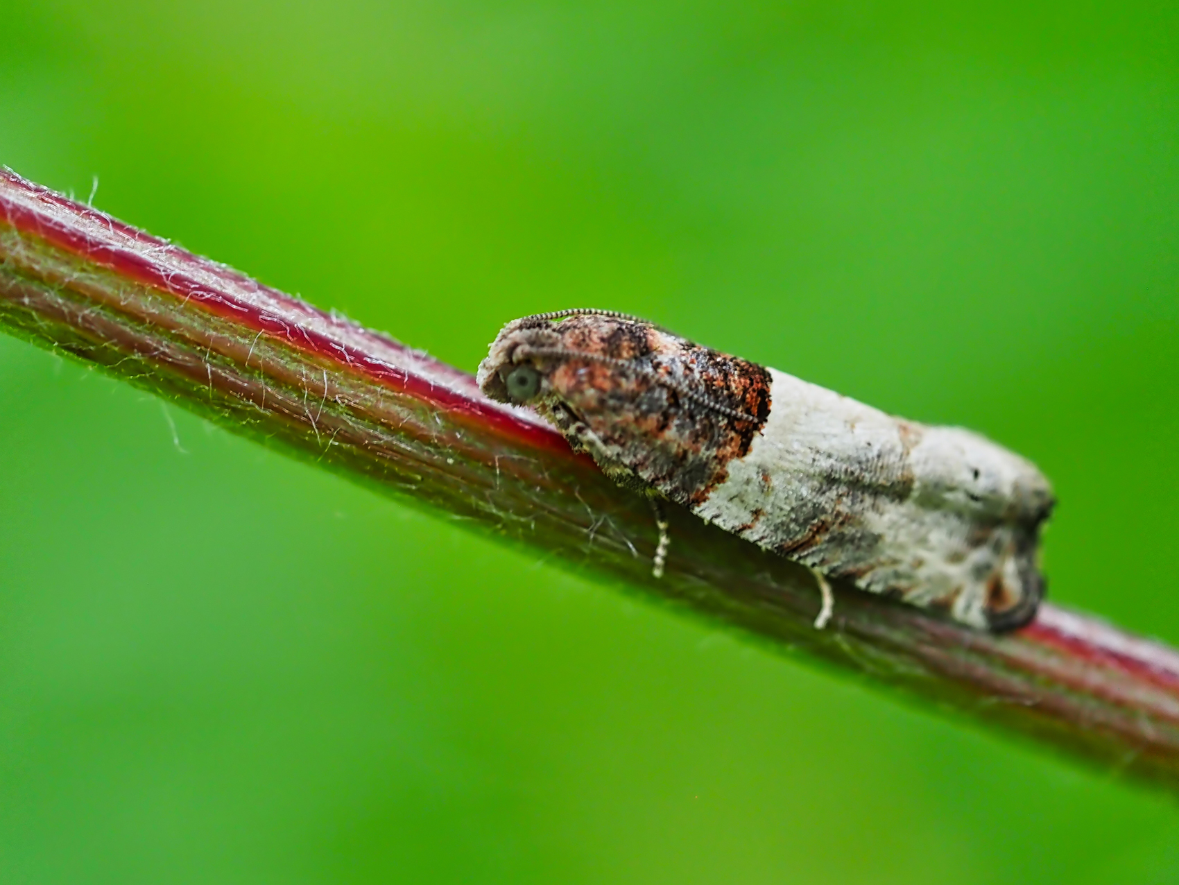 Wickler (Spilonota ocellana)