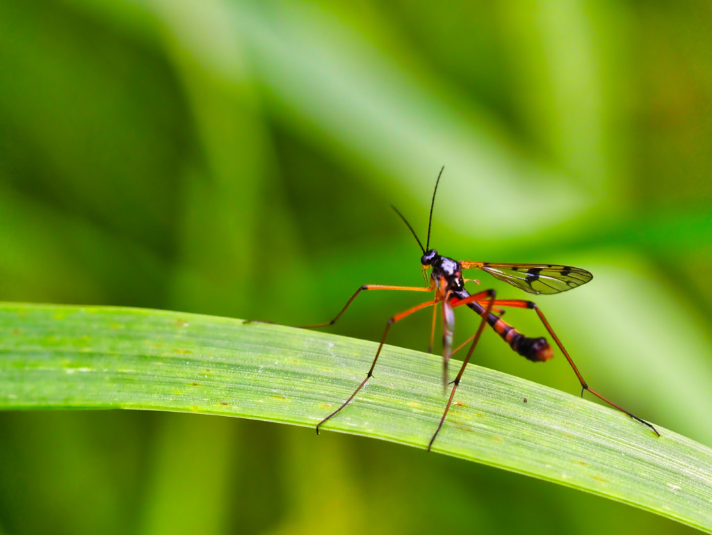 Schnake (Dictenidia bimaculata)