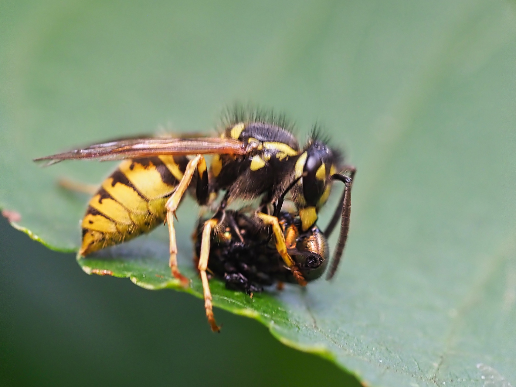 Gemeine Wespe (Vespula vulgaris) verspeist Fliege