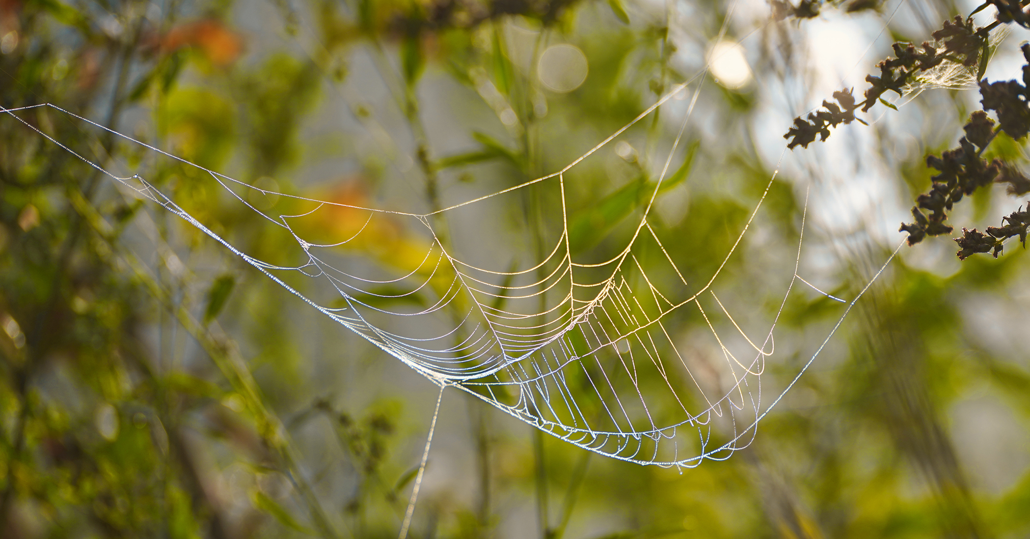 Alleingelassenes Spinnennetz