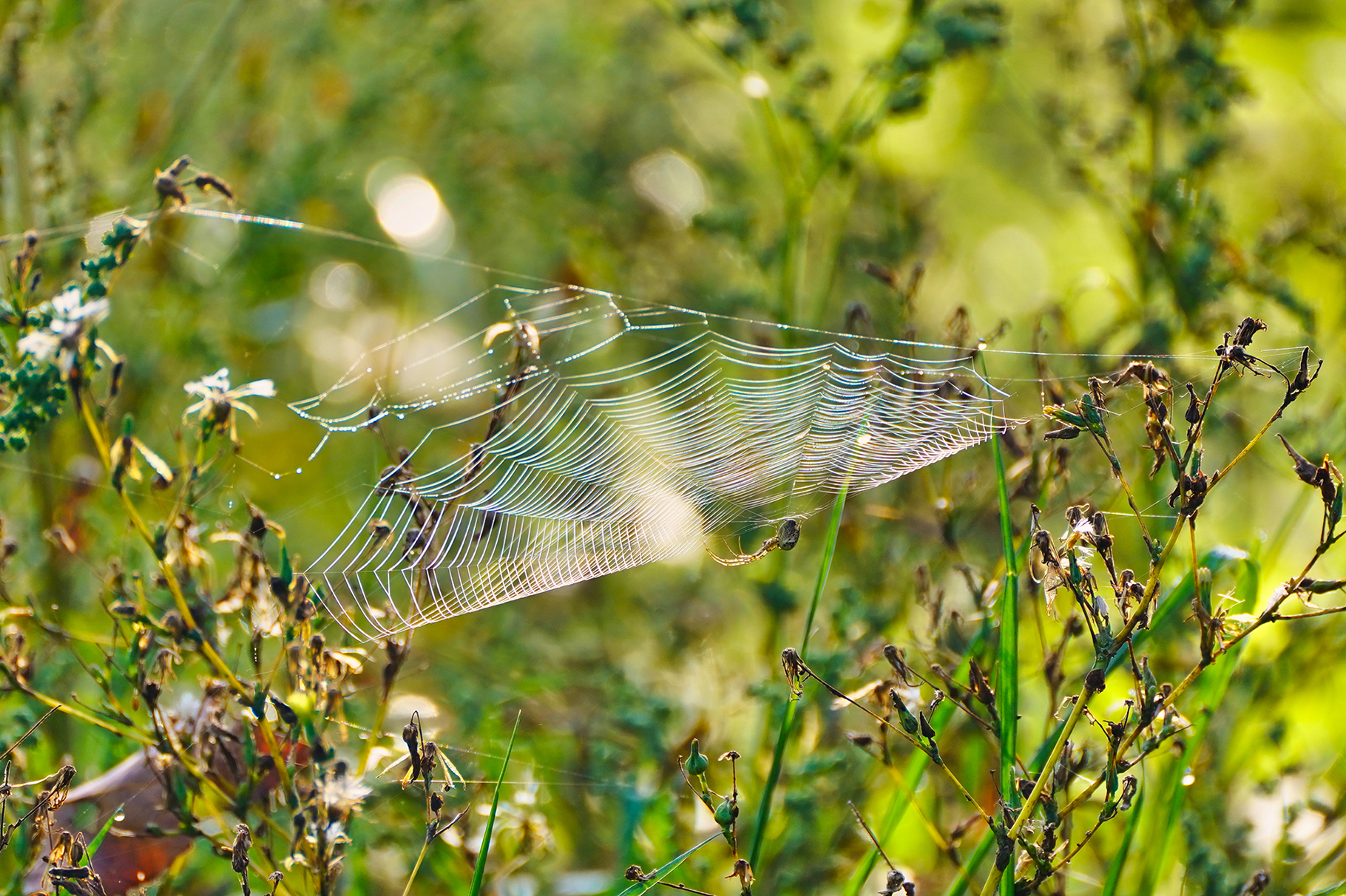 Herbstspinne am Netz (Metellina segmentata)