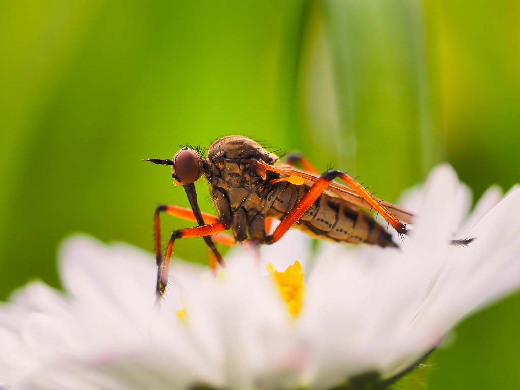 Empidoidea (Tanz- und Langbeinfliegen)