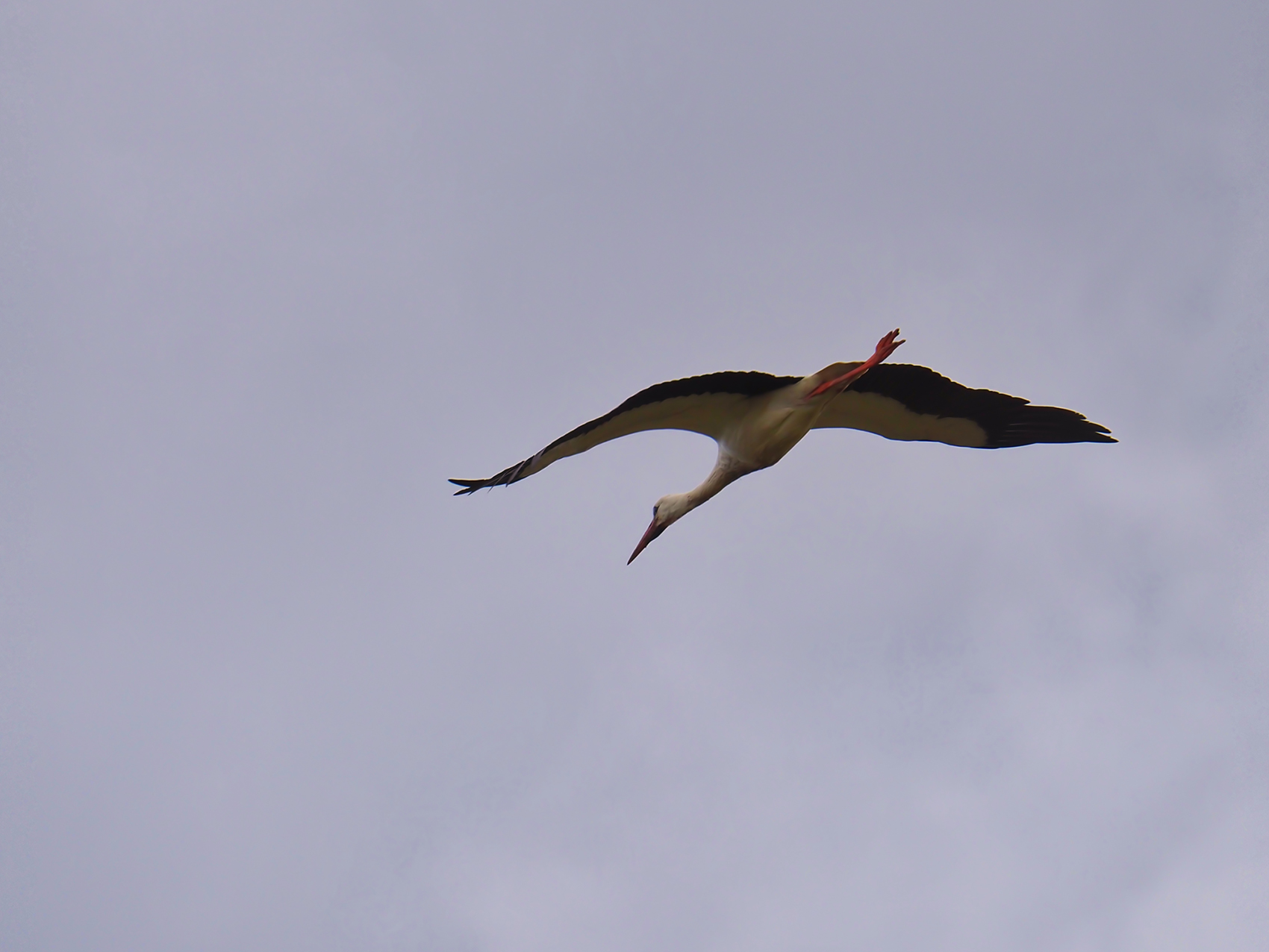 Weissstorch Flug (Ciconia ciconia)