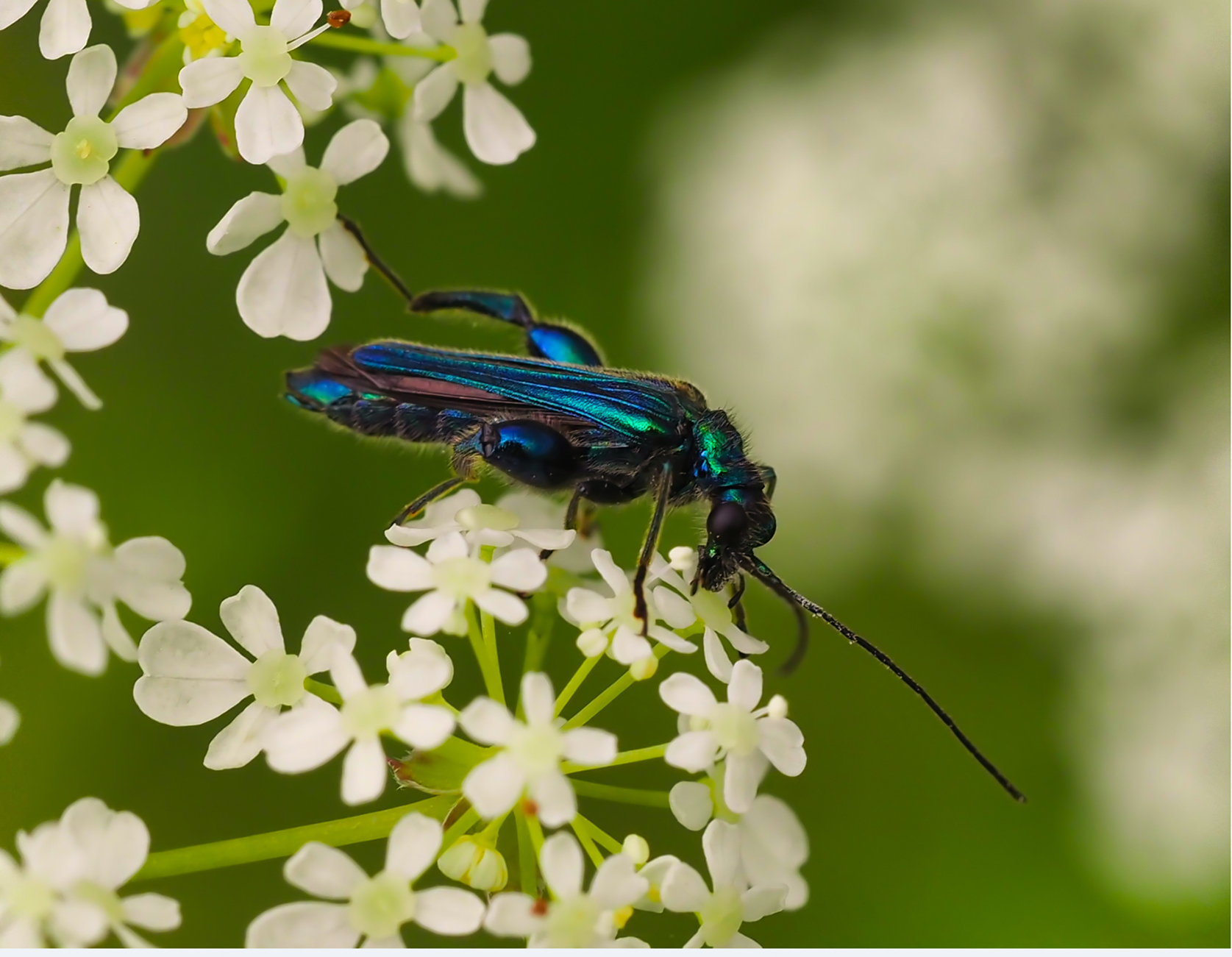 Grüner Scheinbockkäfer (Oedemera nobilis)