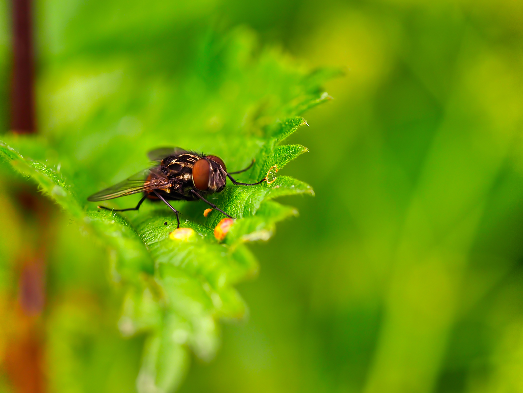 Gefleckte Hausfliege (Graphomyia maculata)