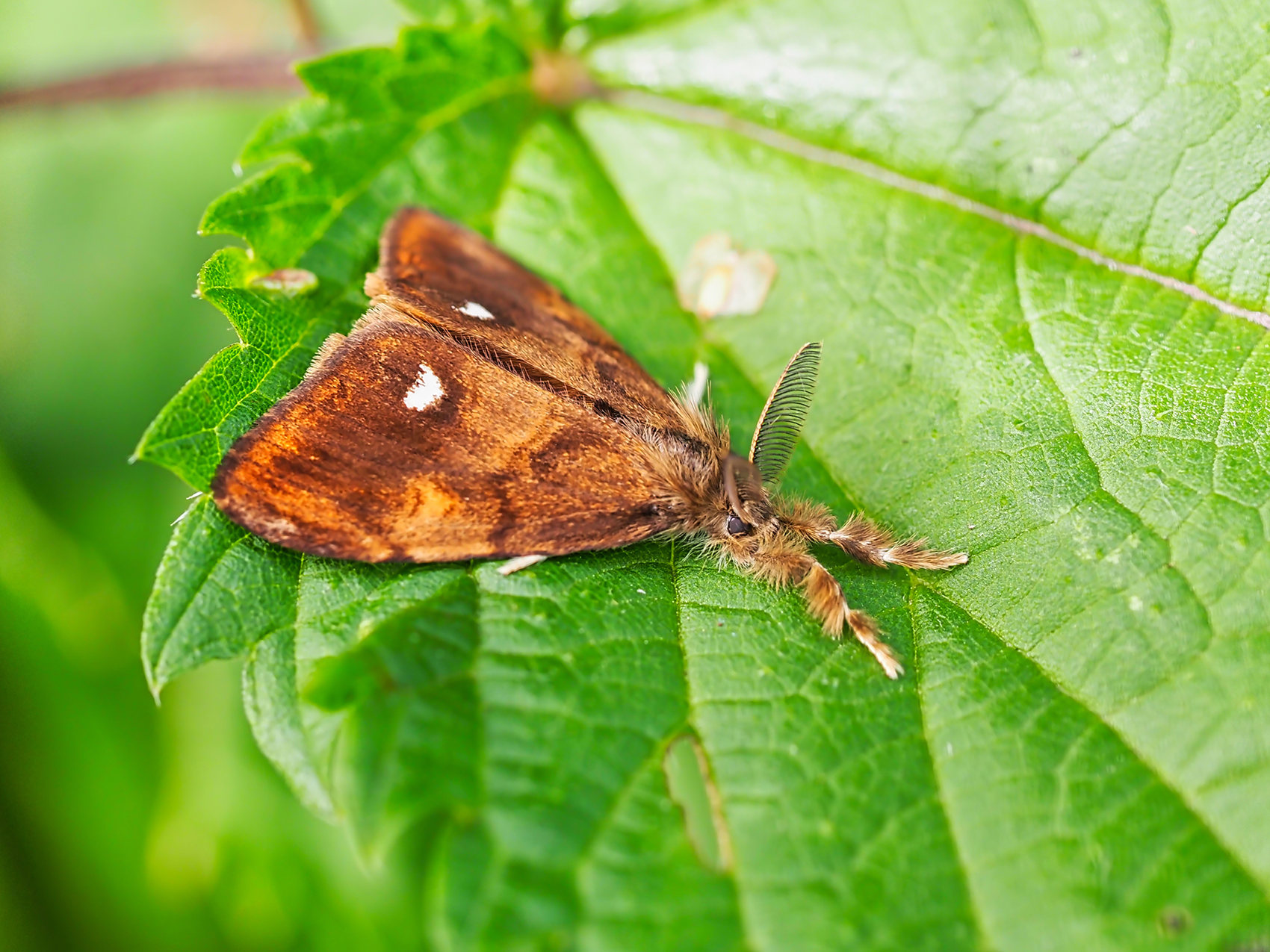 Schlehen-Bürstenspinner (Orgyia antiqua)