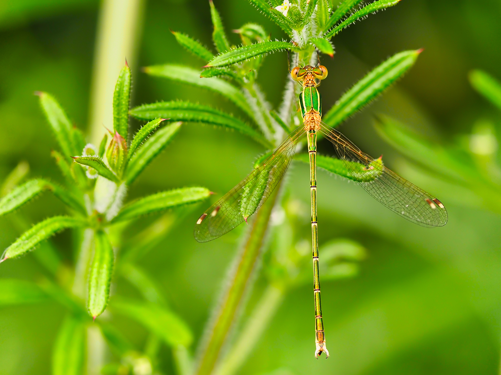 Südliche Binsenjungfer (Lestes barbarus)