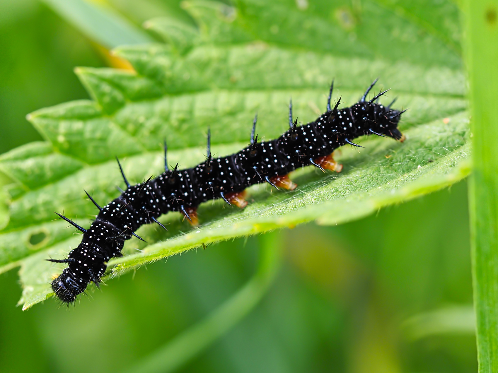 Tagpfauenauge Raupe (Aglais io)