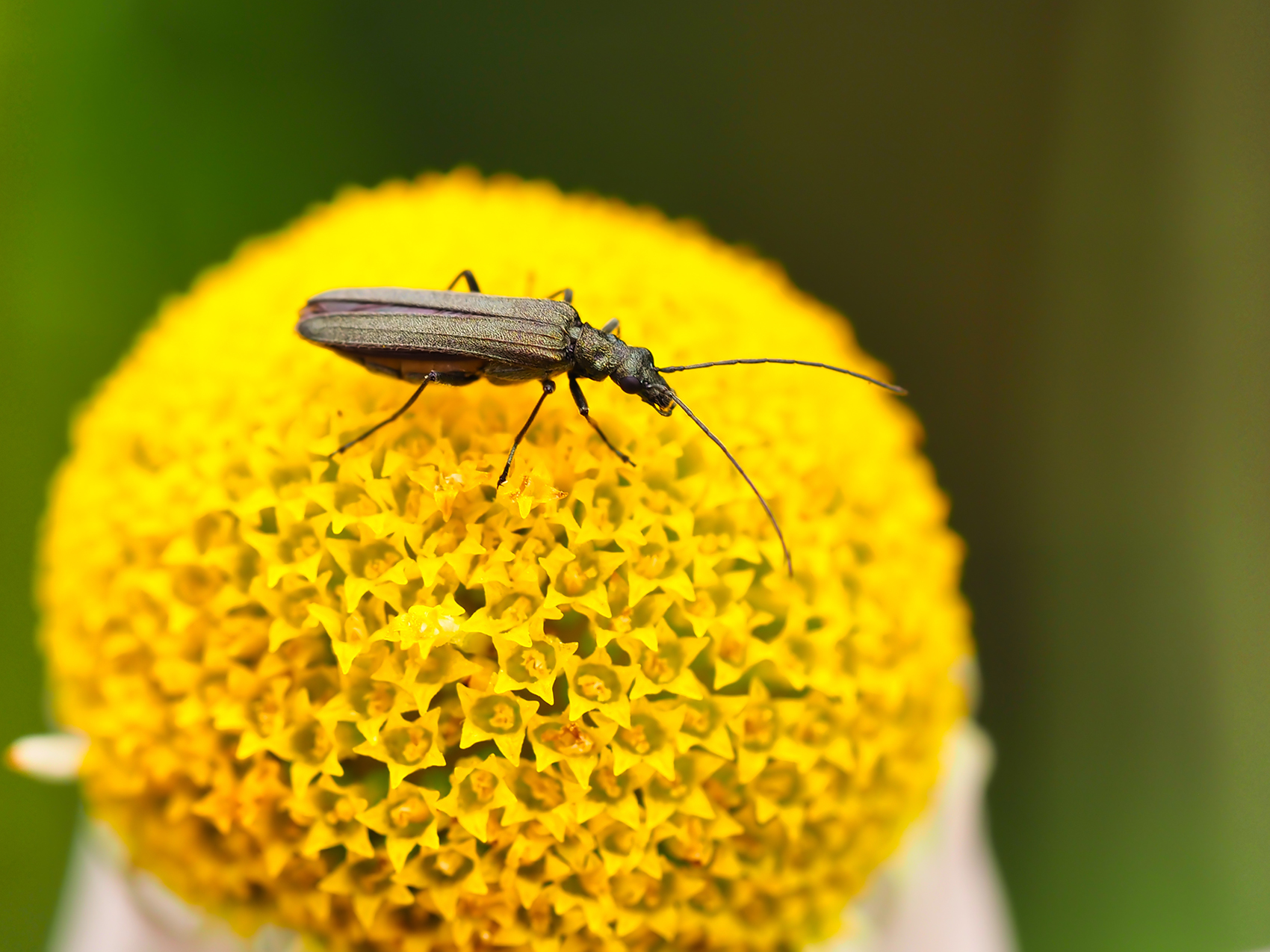 Gelbbeiniger Scheinbockkäfer (Oedemera flavipes)