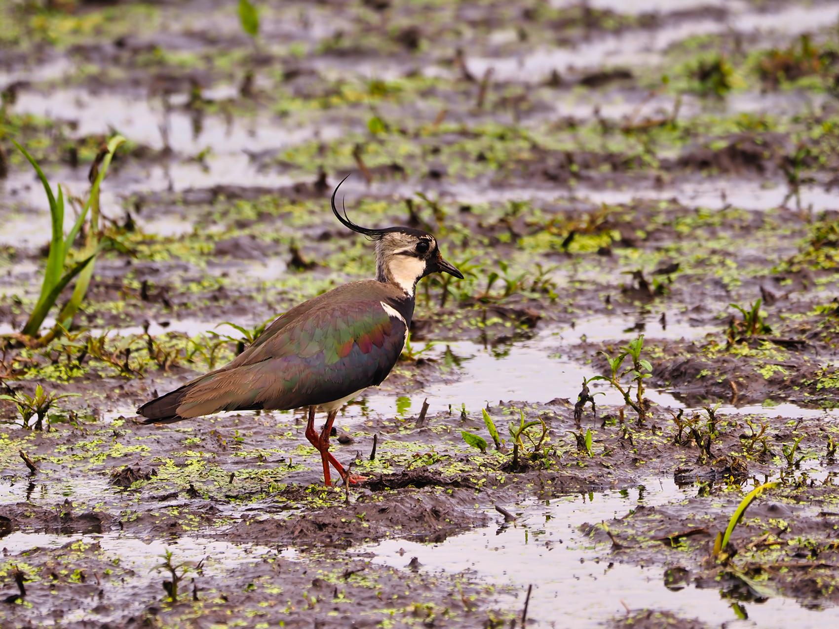 Kiebitz02 (Vanellus vanellus)