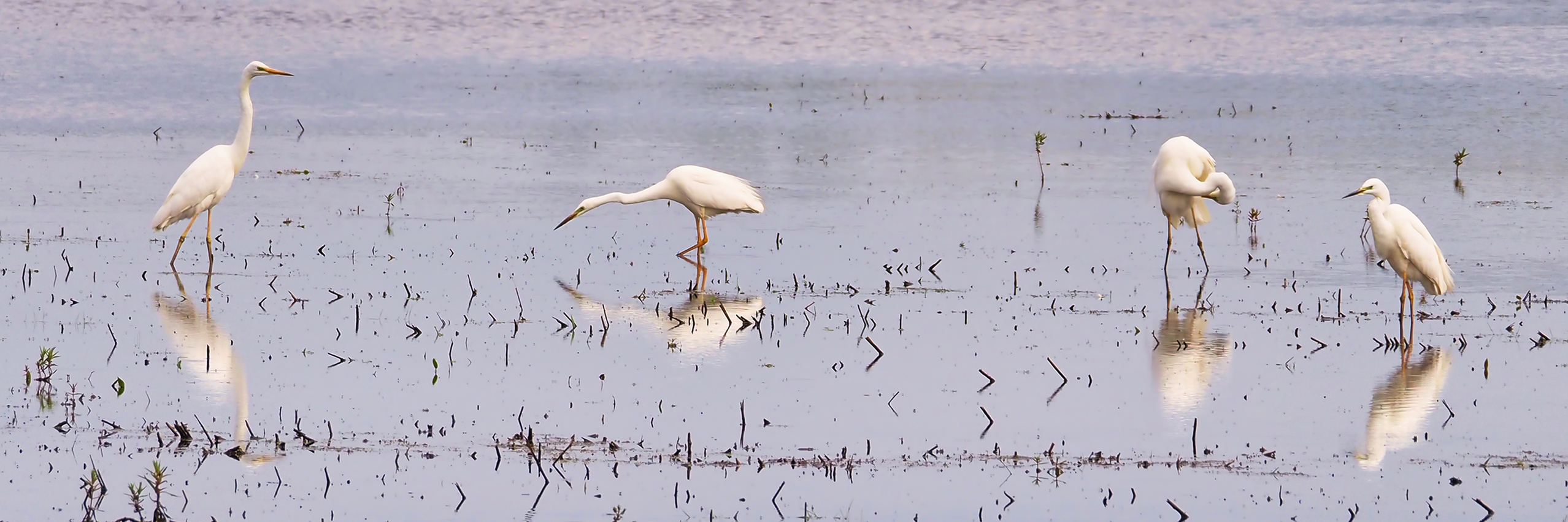 Silberreiherfamilie (Ardea alba)