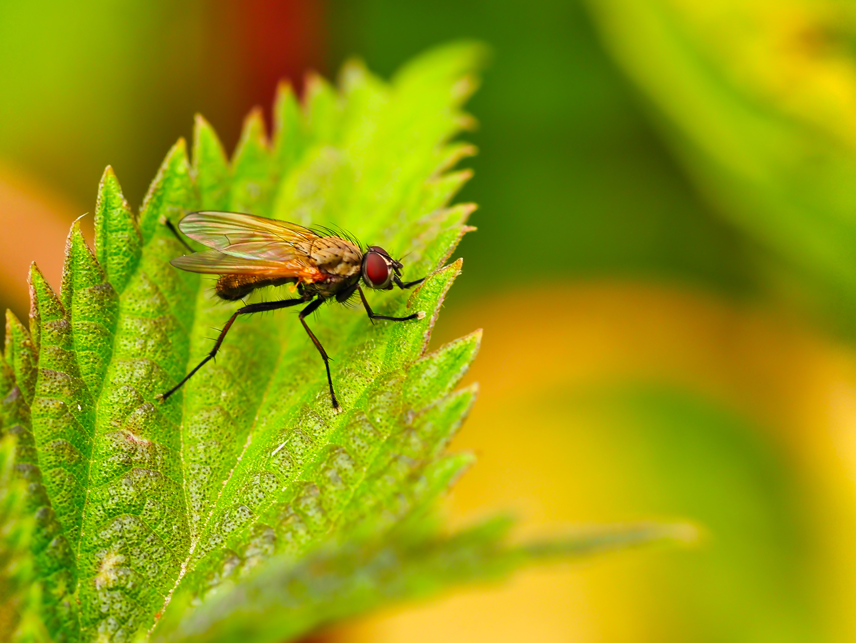 Bohnenkernfliege (Delia platura)