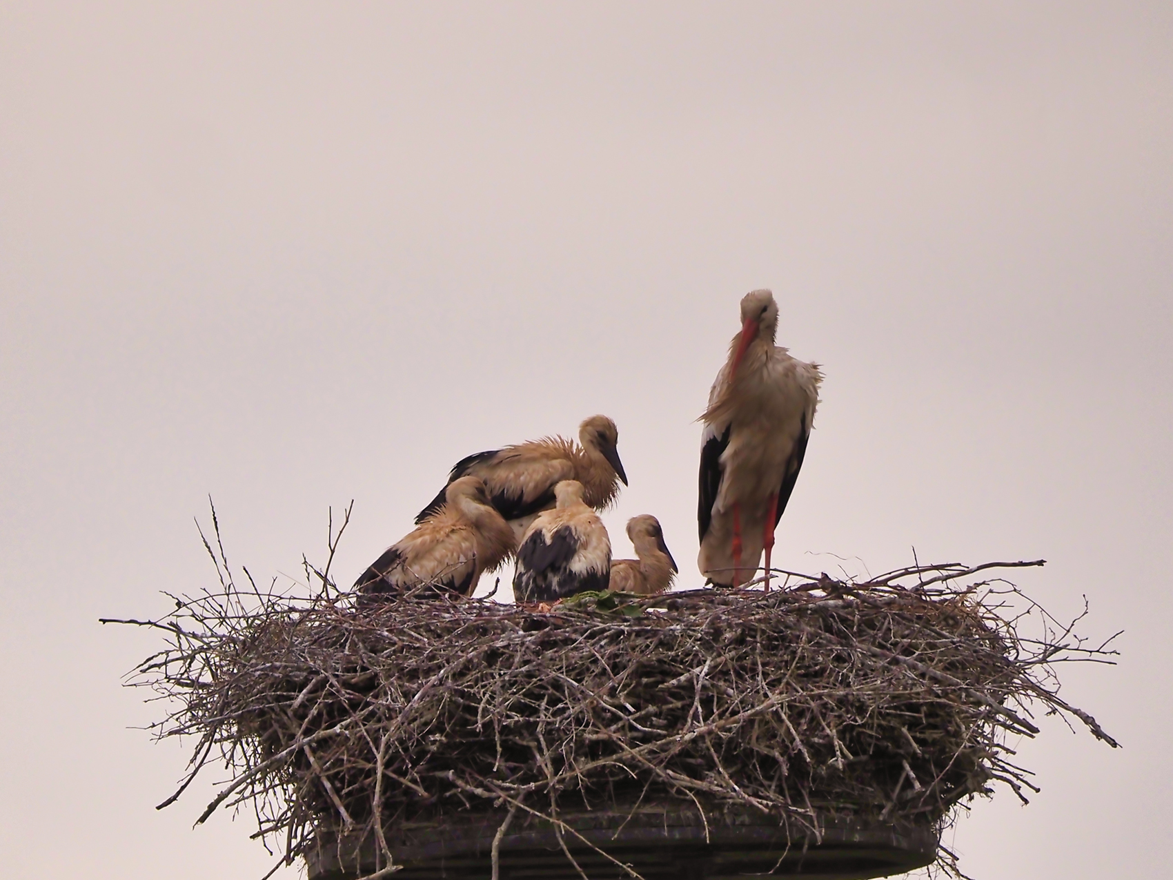 Weissstorchfamilie (Ciconia ciconia) nach dem Regen