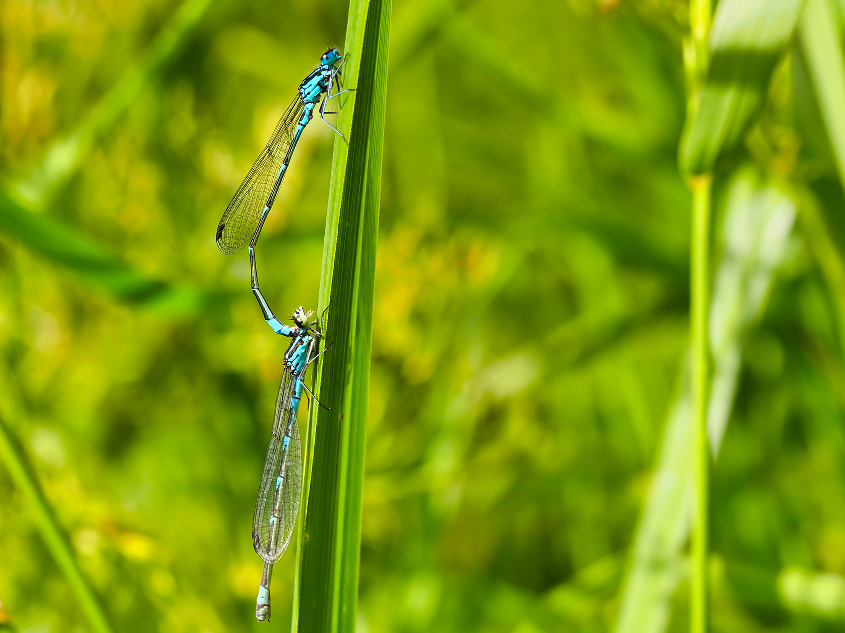 Gabel-Azurjungfer Paar (Coenagrion scitulum)