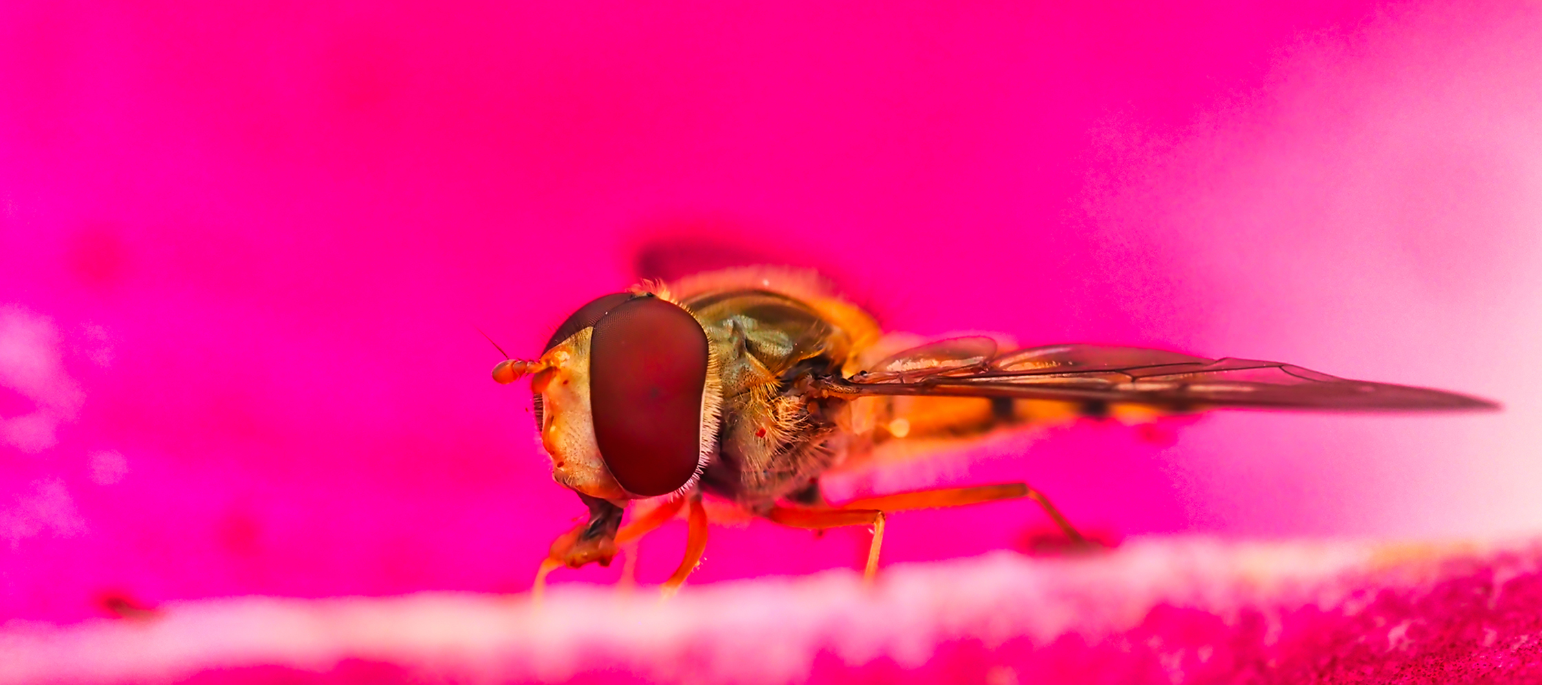 Hainschwebfliege01 (Episyrphus balteatus)