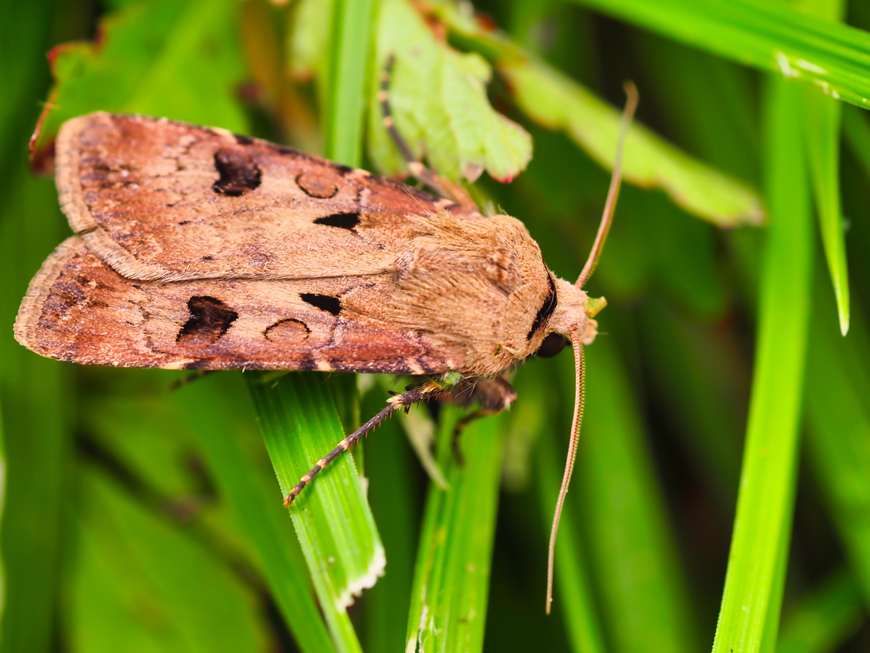 Ausrufungszeichen (Agrotis exclamationis)