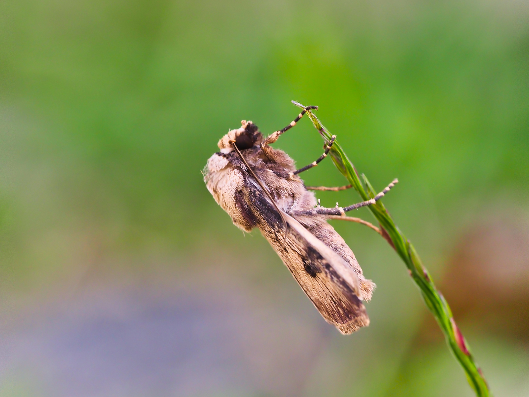 Schlangenlinien-Grasbüscheleule02 (Lateroligia ophiogramma)