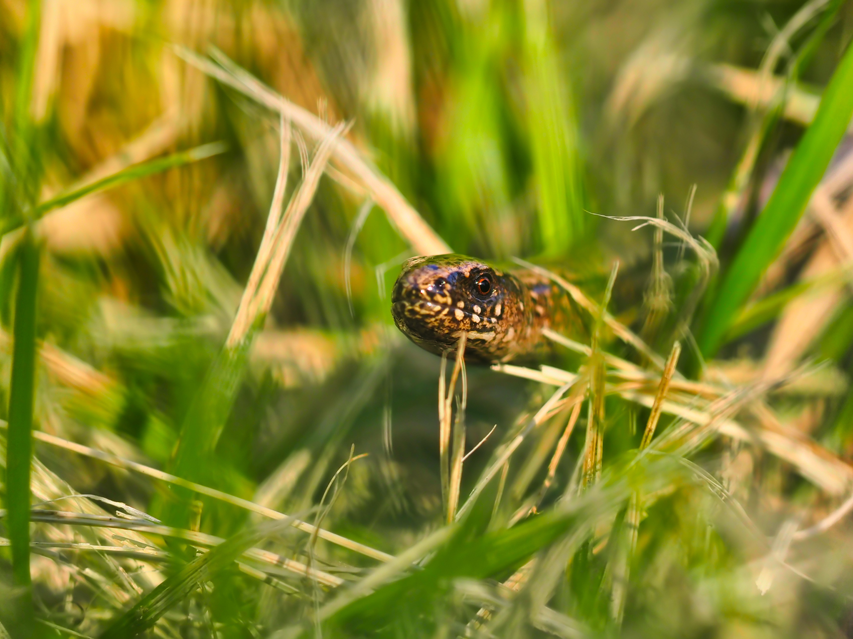 Westliche Blindschleiche02 (Anguis fragilis)